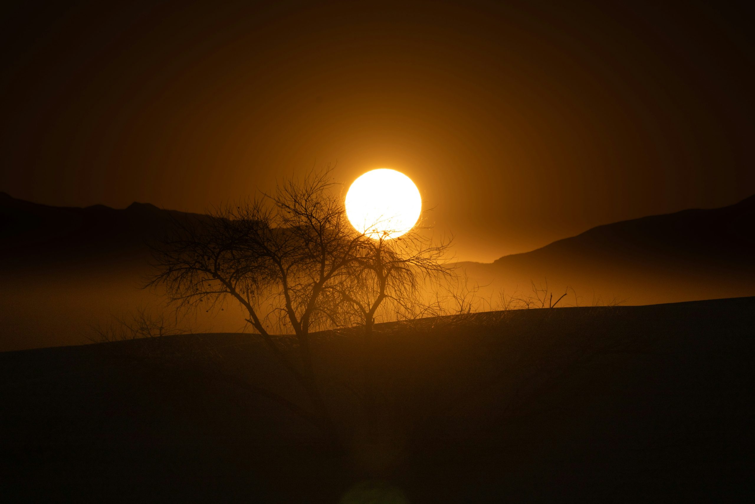 Sunset Trees