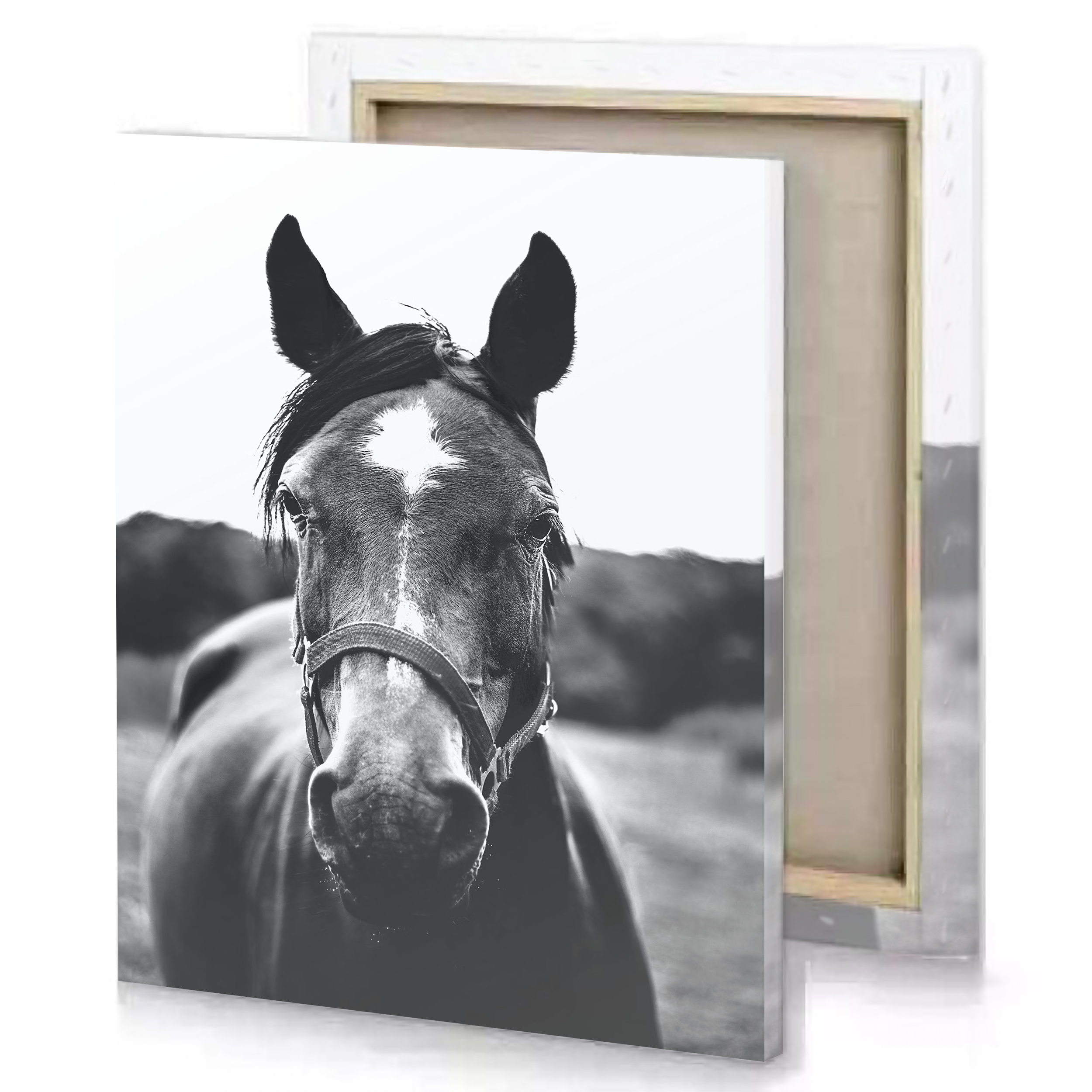 Black and White Horse Canvas