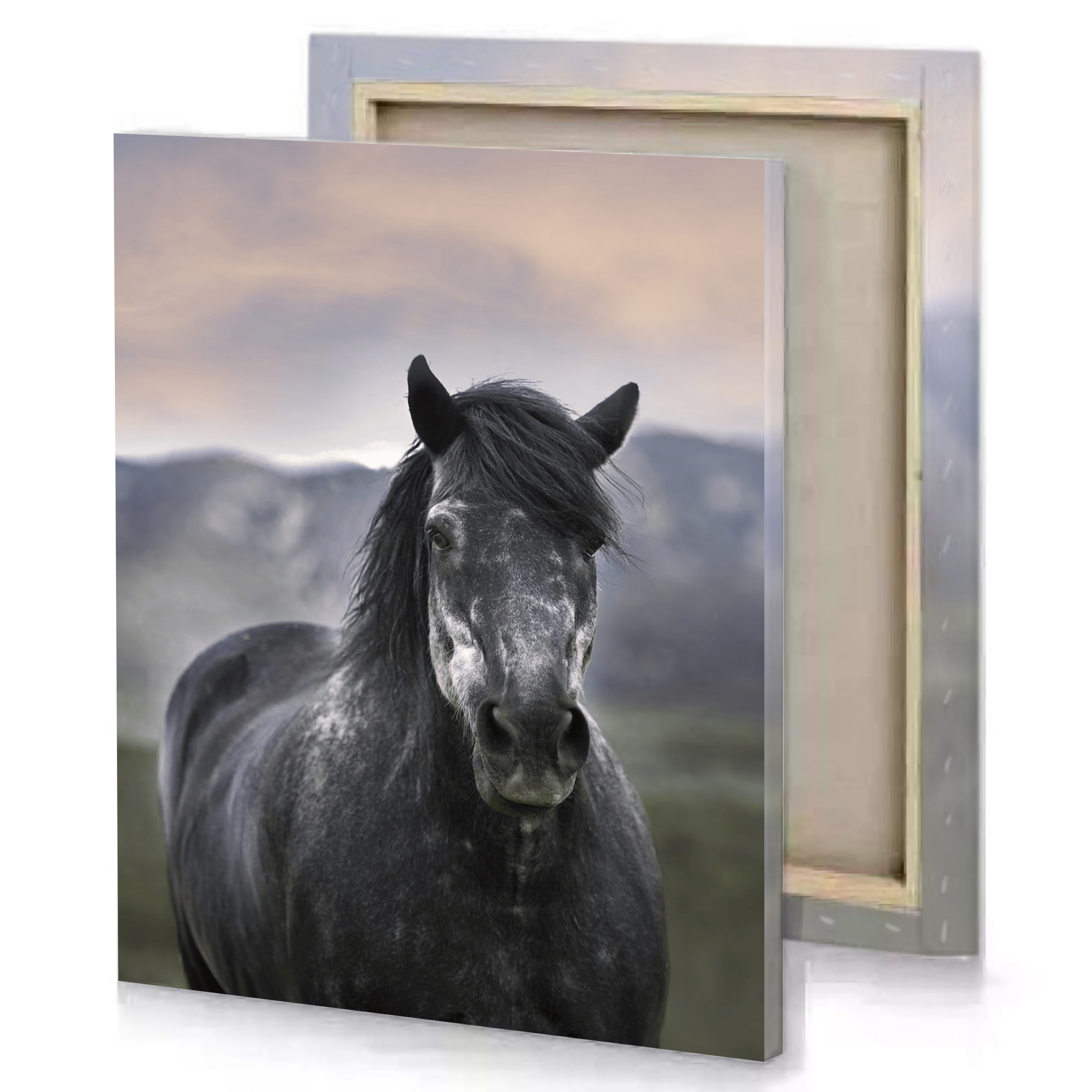 Black Horse Canvas