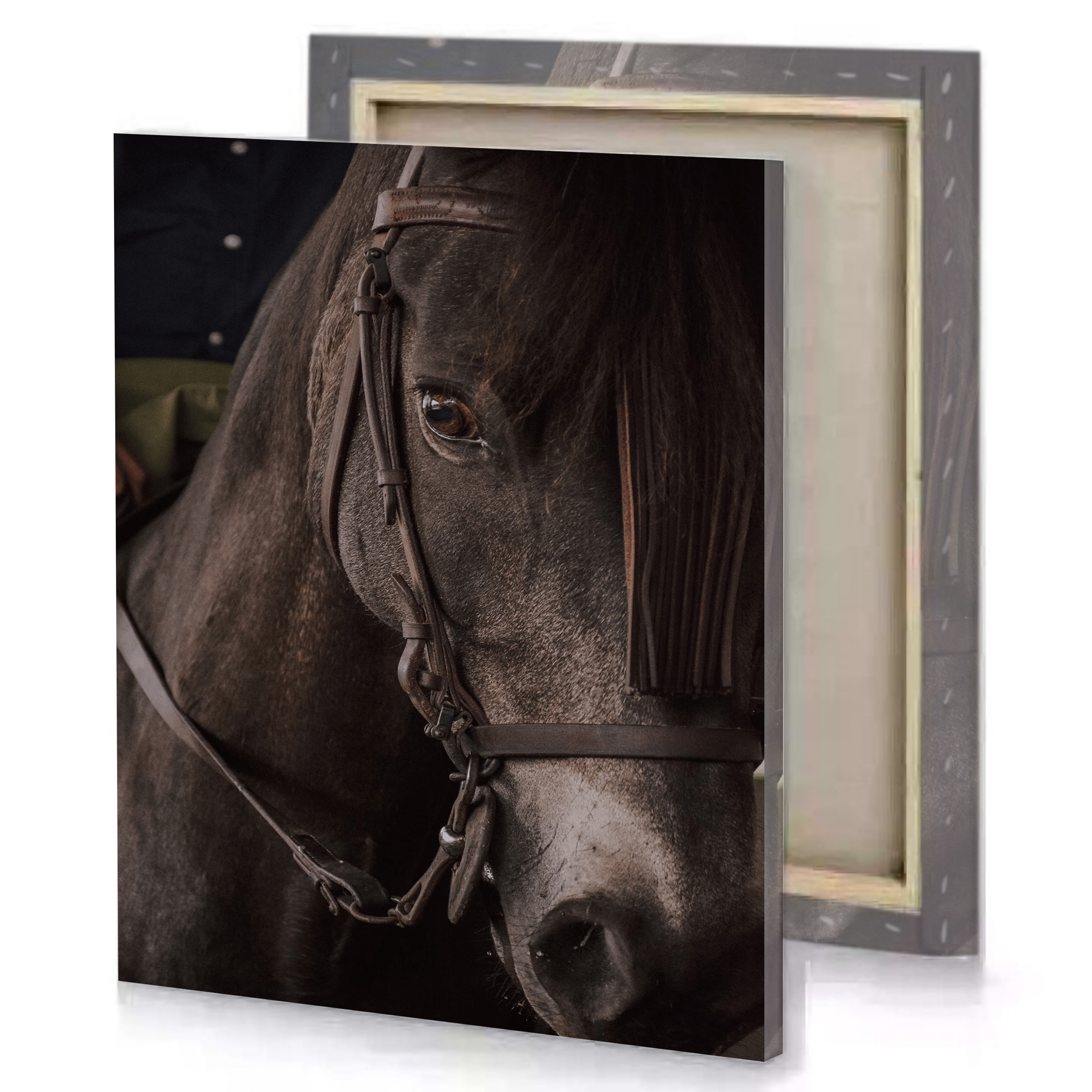 Equestarian Horse Canvas Close Up Canvas