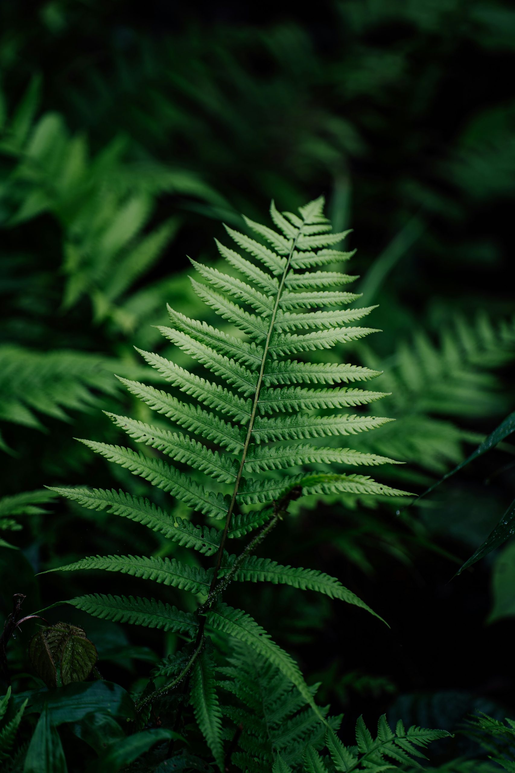 Fern Tree Leaves