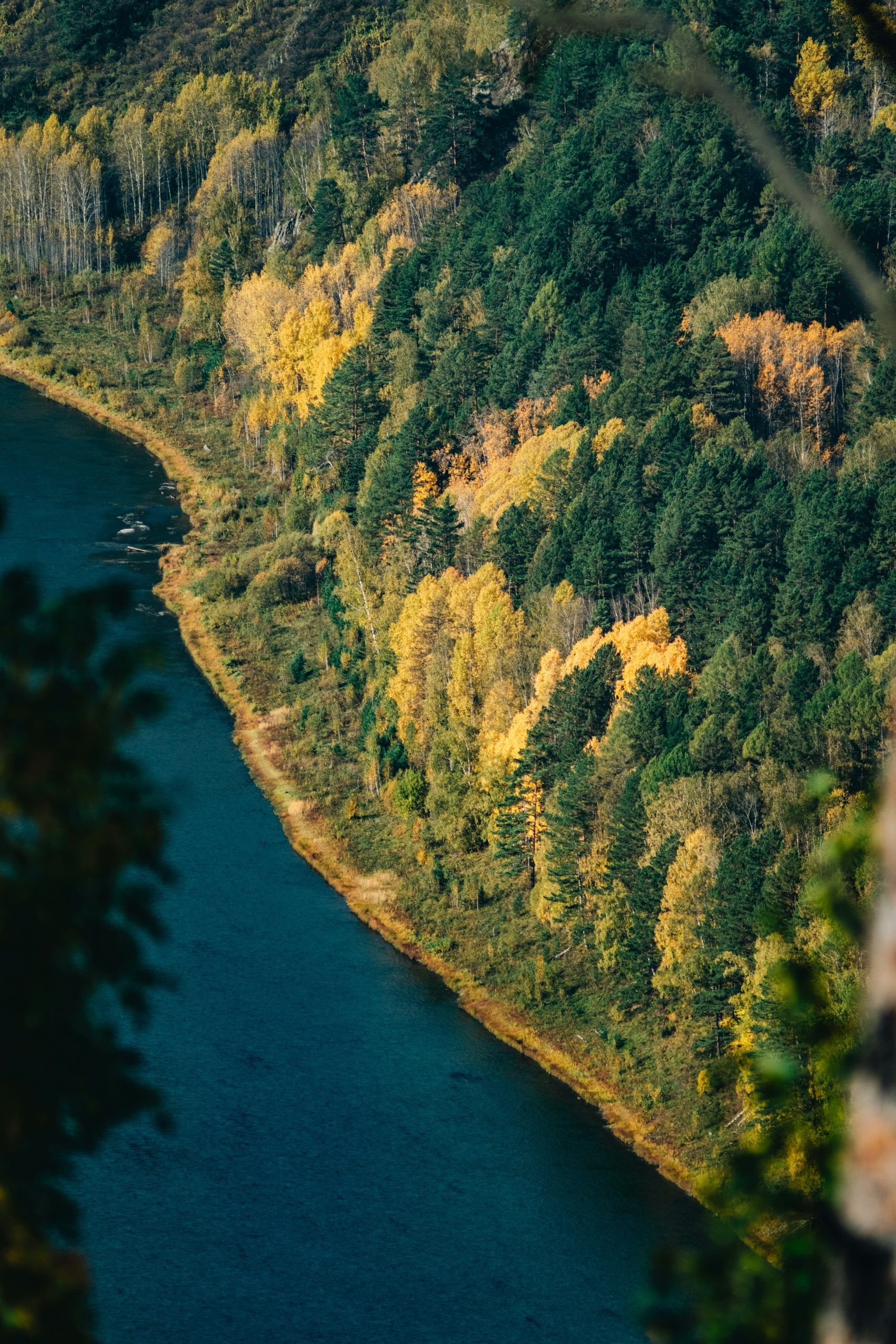 Forest and Lake