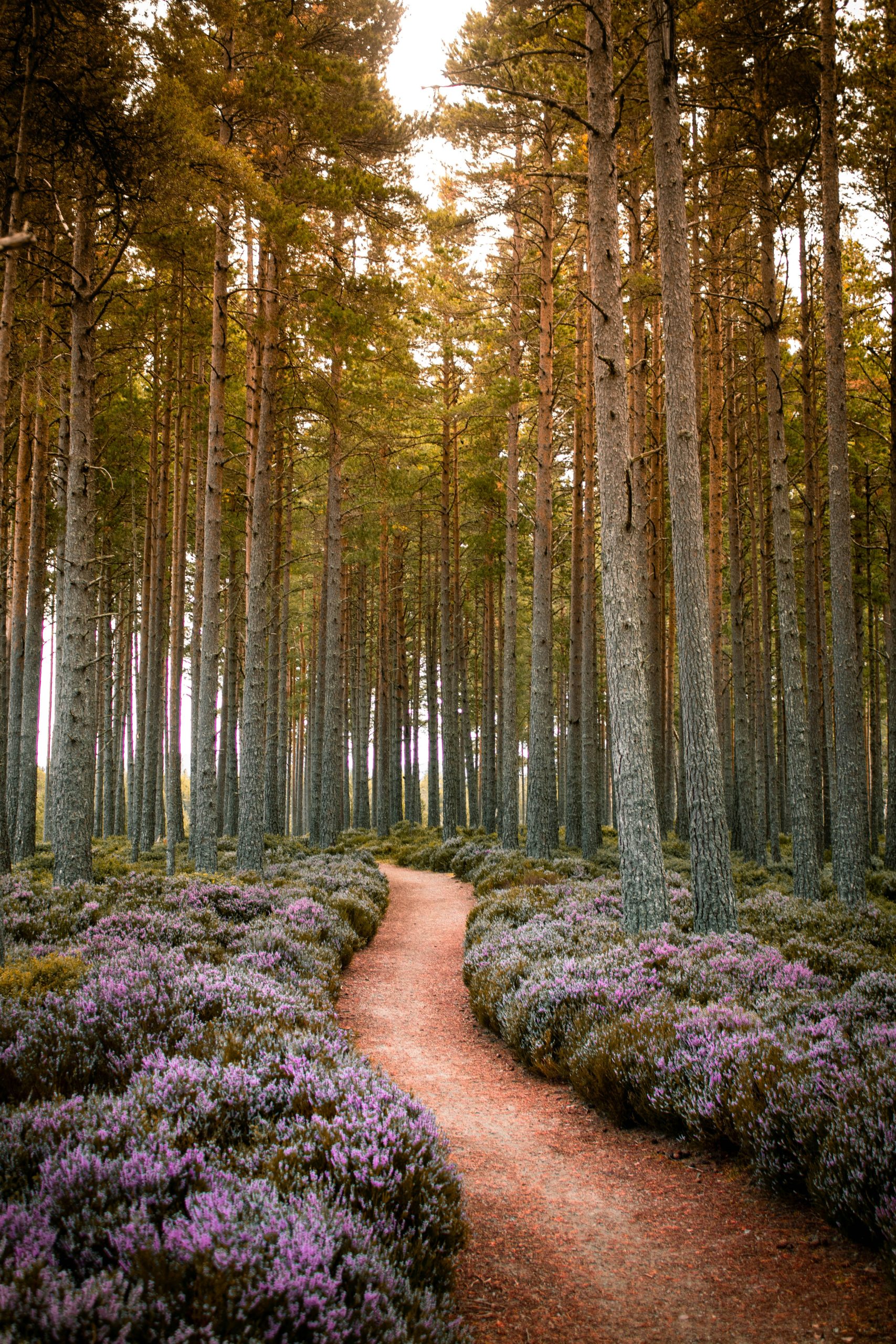 Forest Path with Purple Flowers