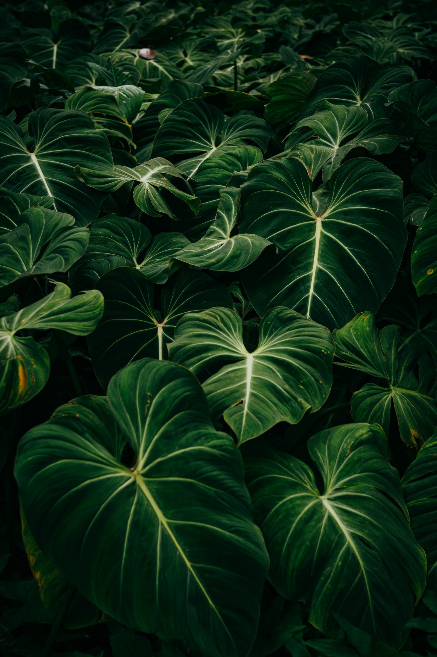 Green Leaves in Forest