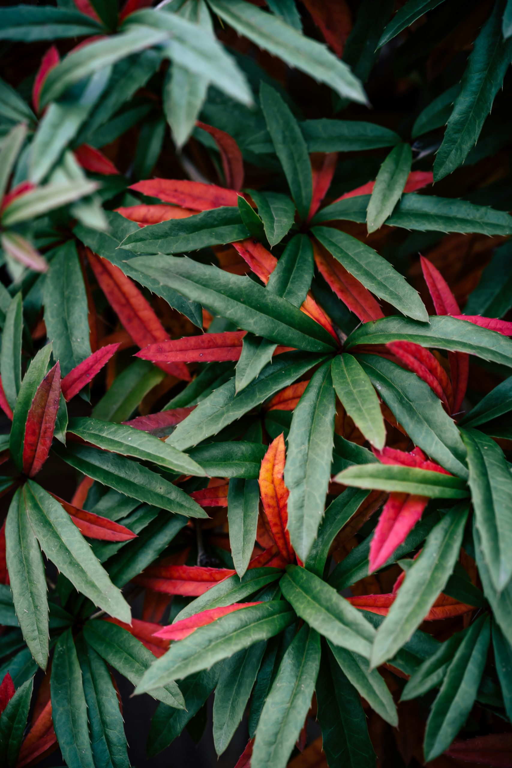 Green and Red Plant Leaves