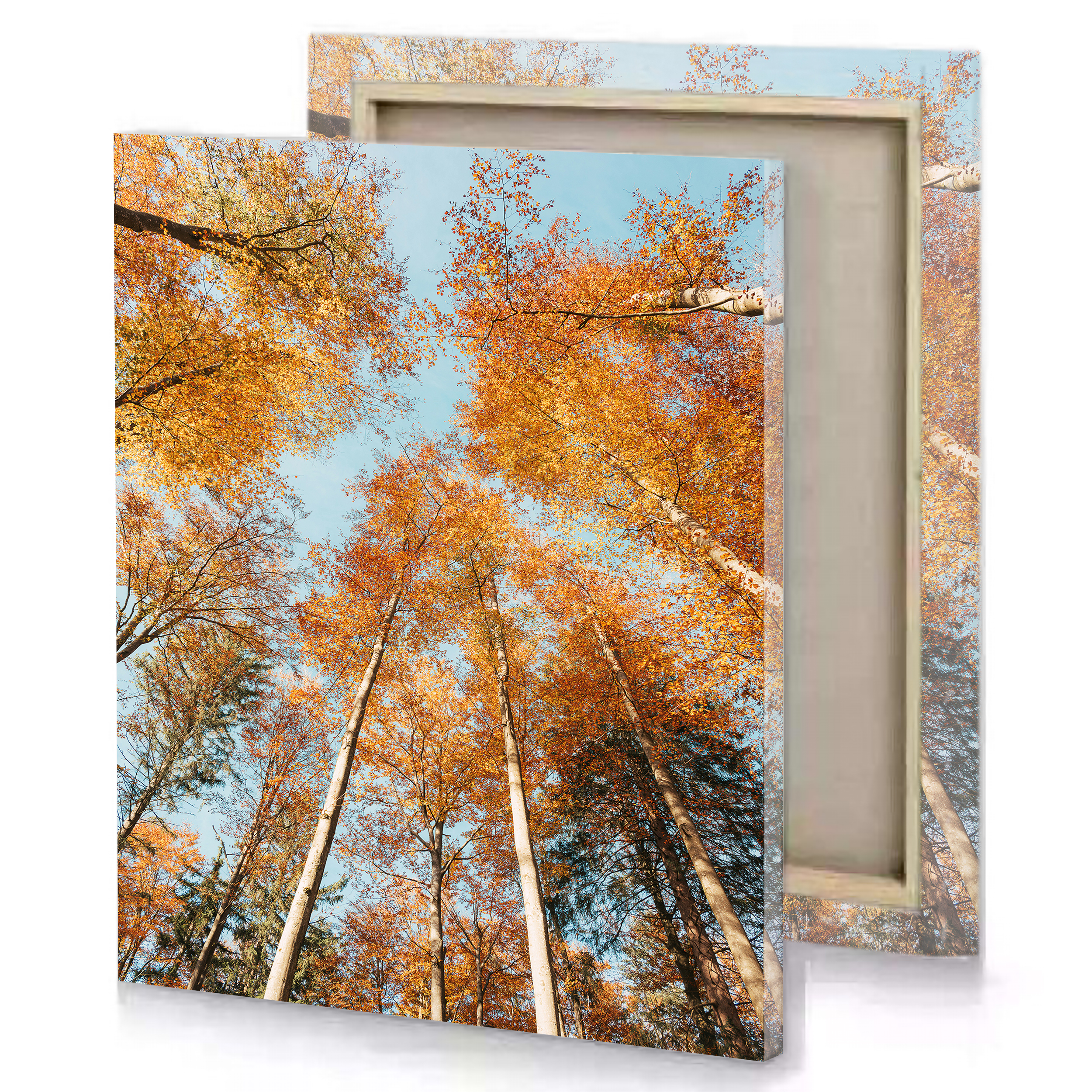 Long Trees Autumn Canvas