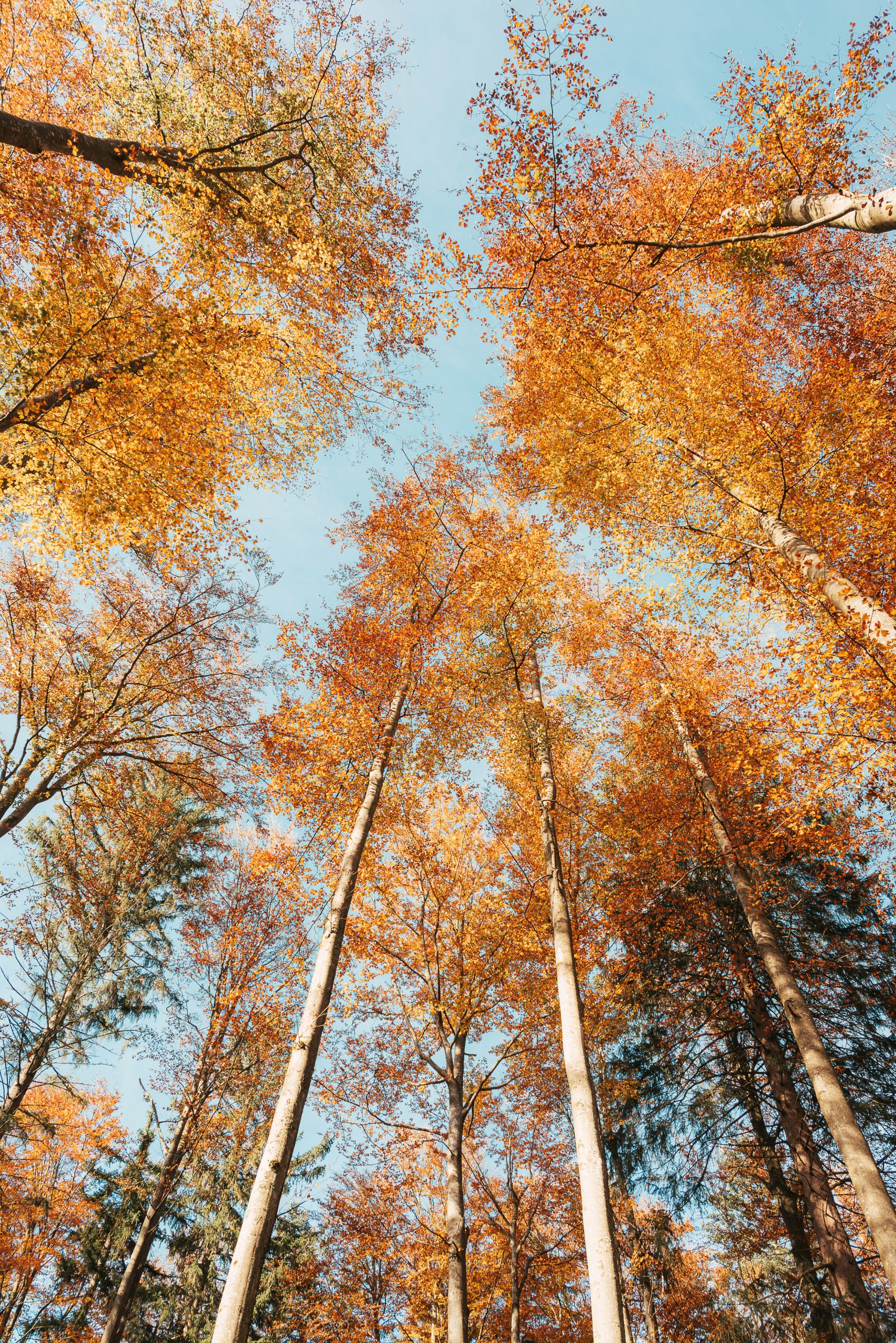 Long Trees in Autumn