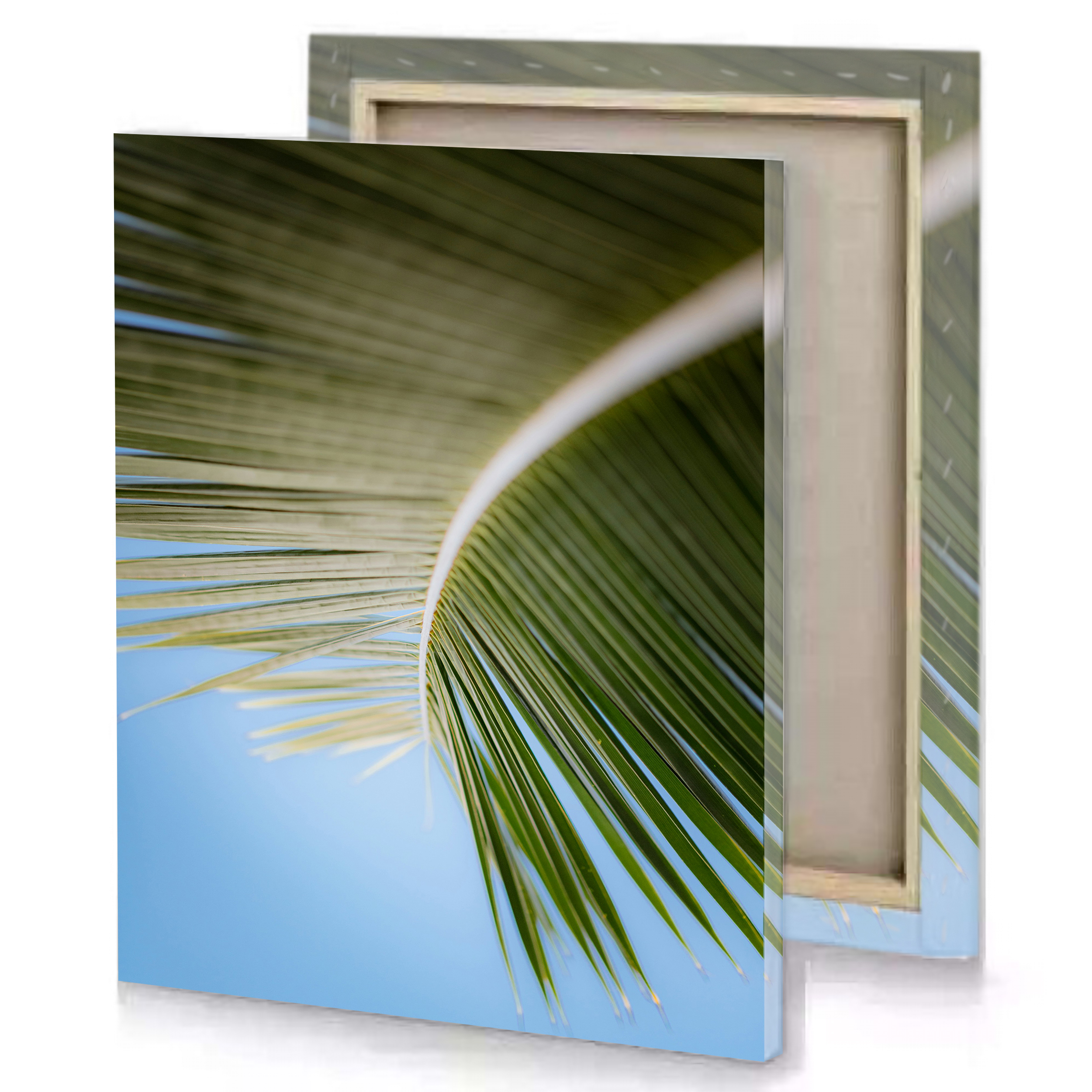 Palm Tree Leaves Sunshine Canvas