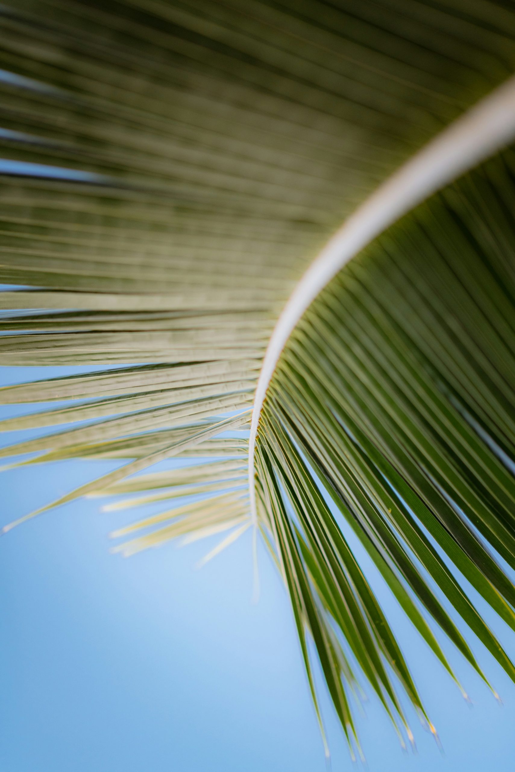 Palm Tree Leaves with Sunshine