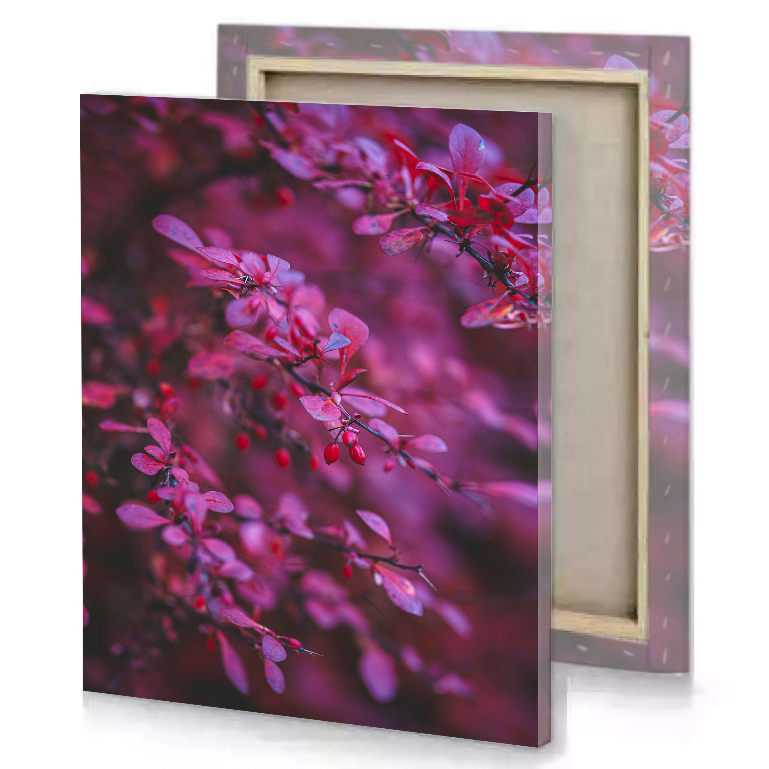 Pink Orchid Canvas