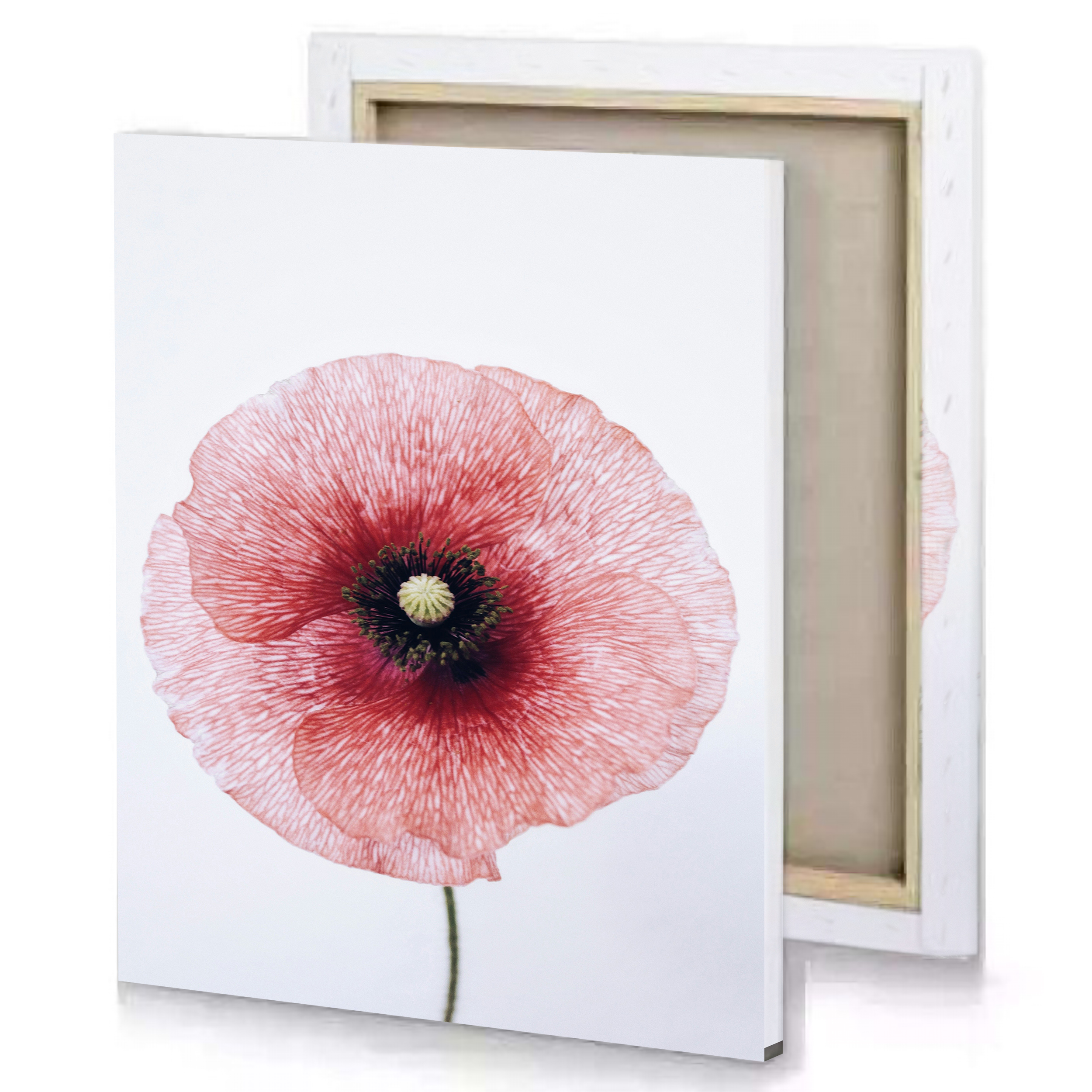 Pink Poppy Flower Canvas