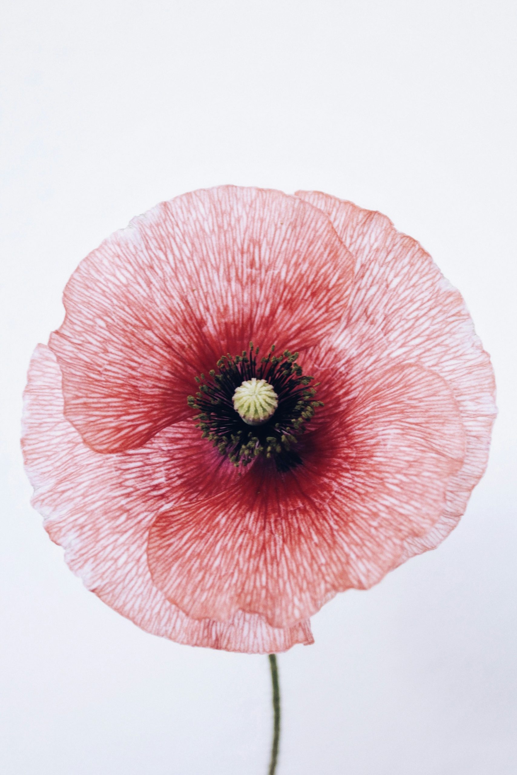 Pink Poppy Flower