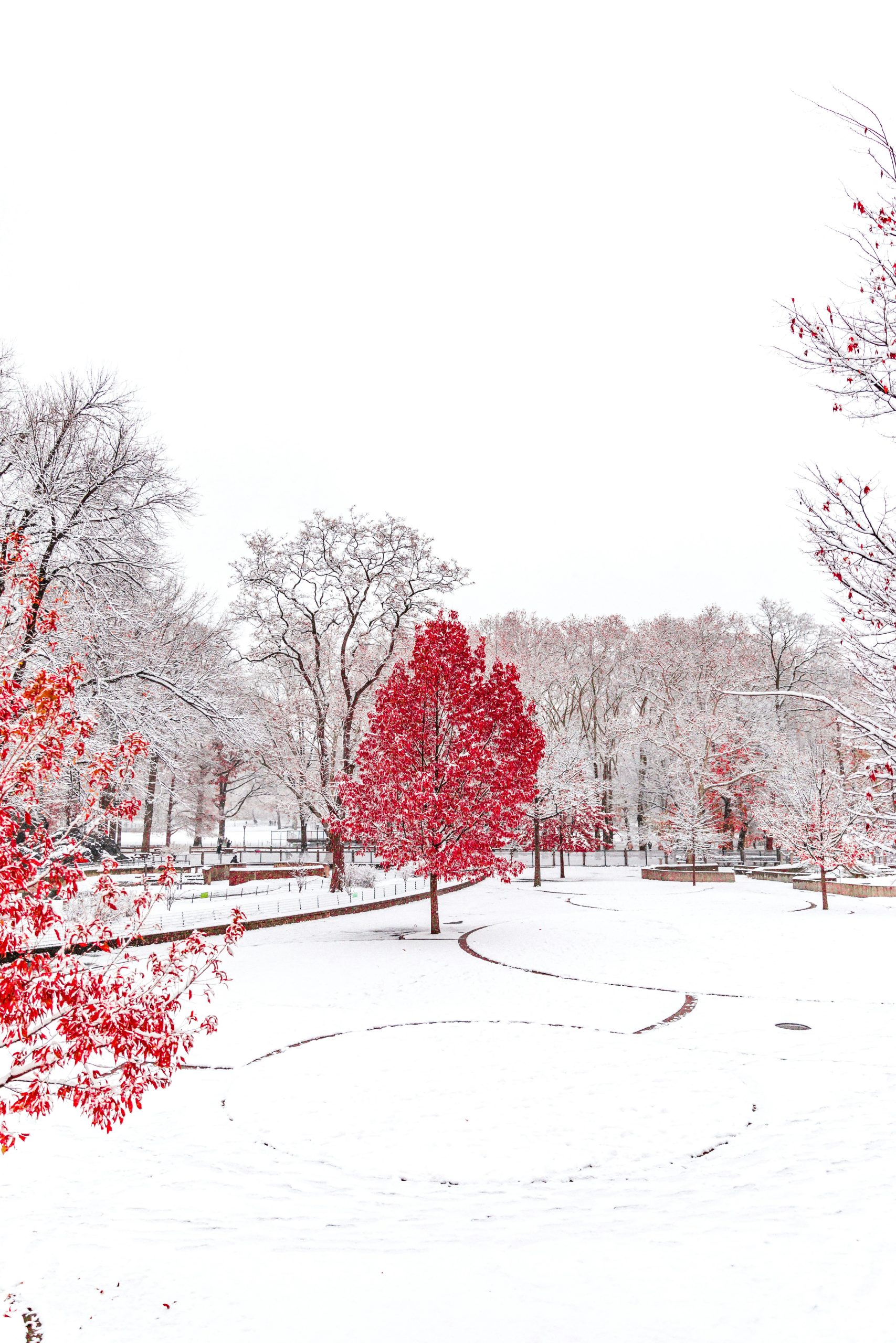 Pink Tree in Snow