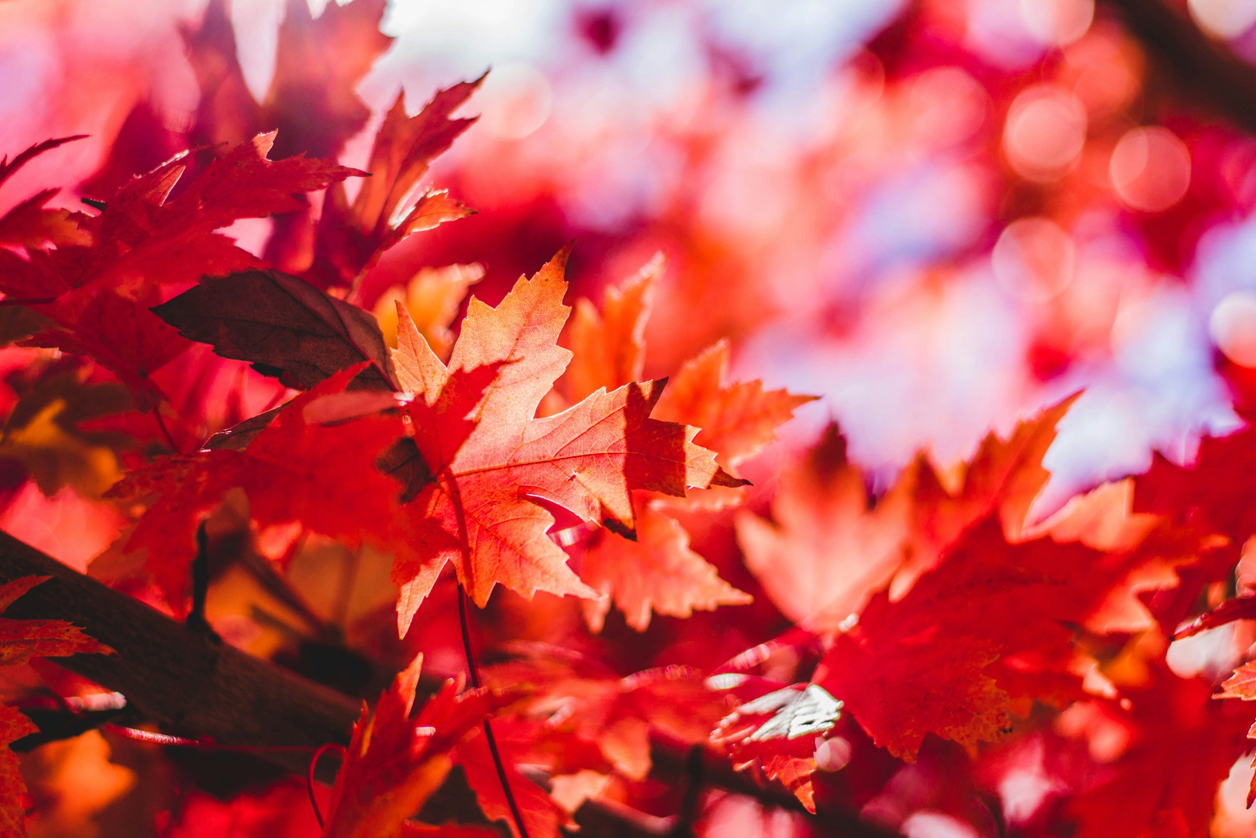 Red Oak Tree Leaves