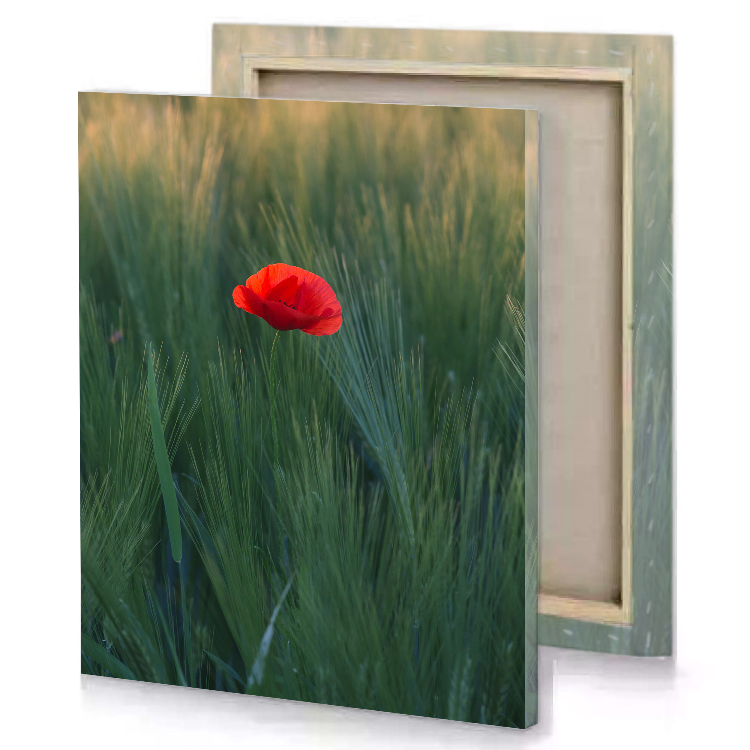 Red Poppy in Green Plants Canvas