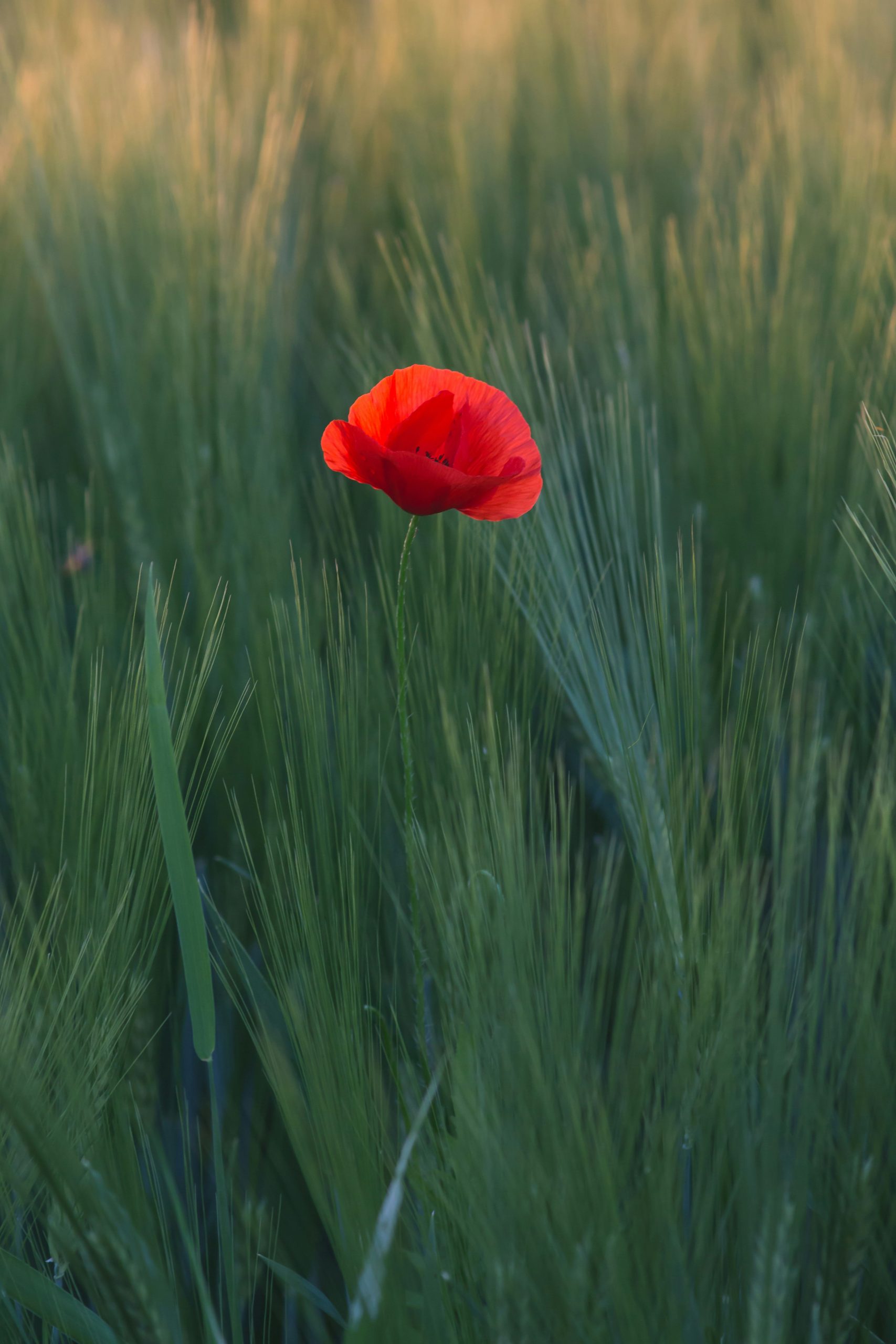 Red Poppy in Green Plants