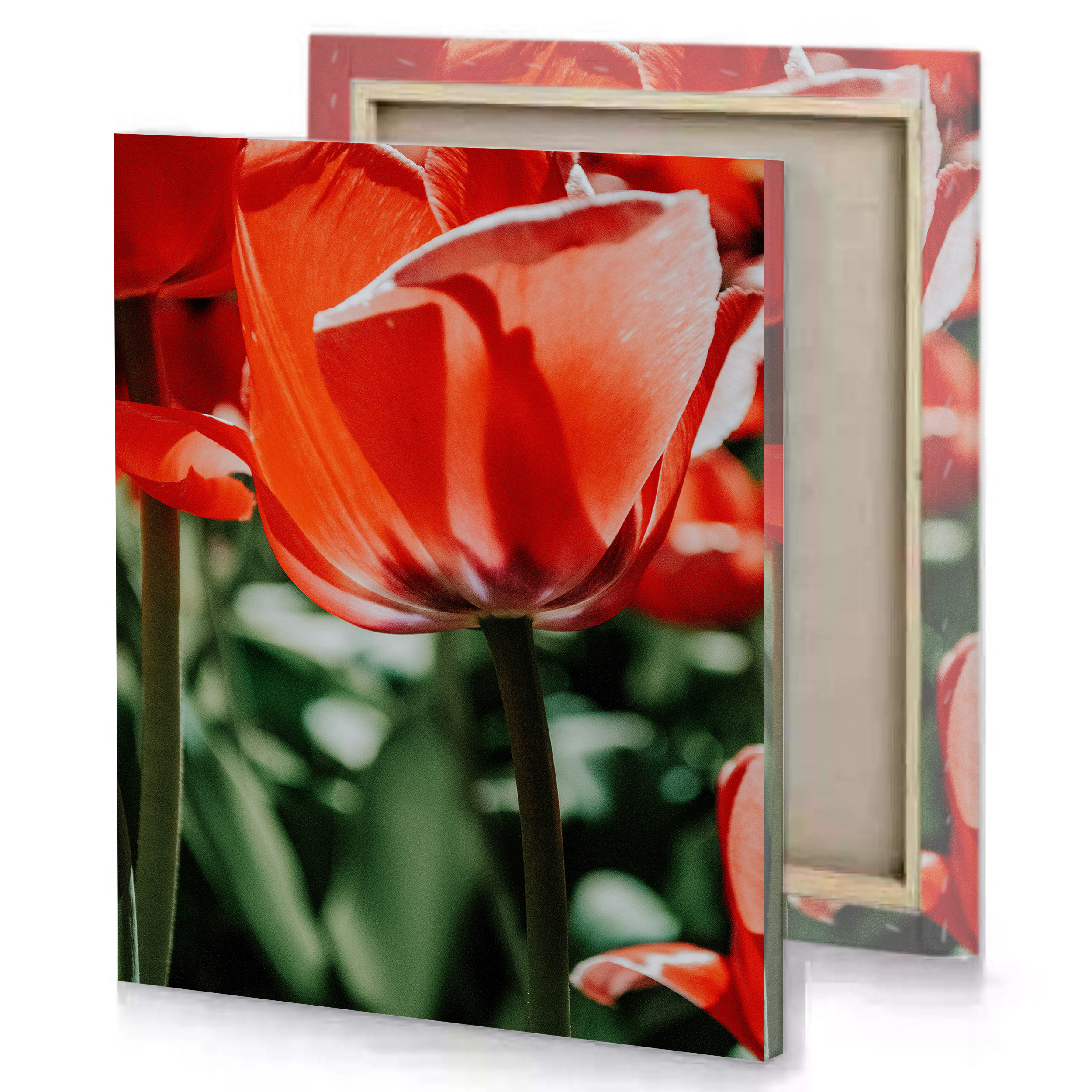 Red Tulip Canvas