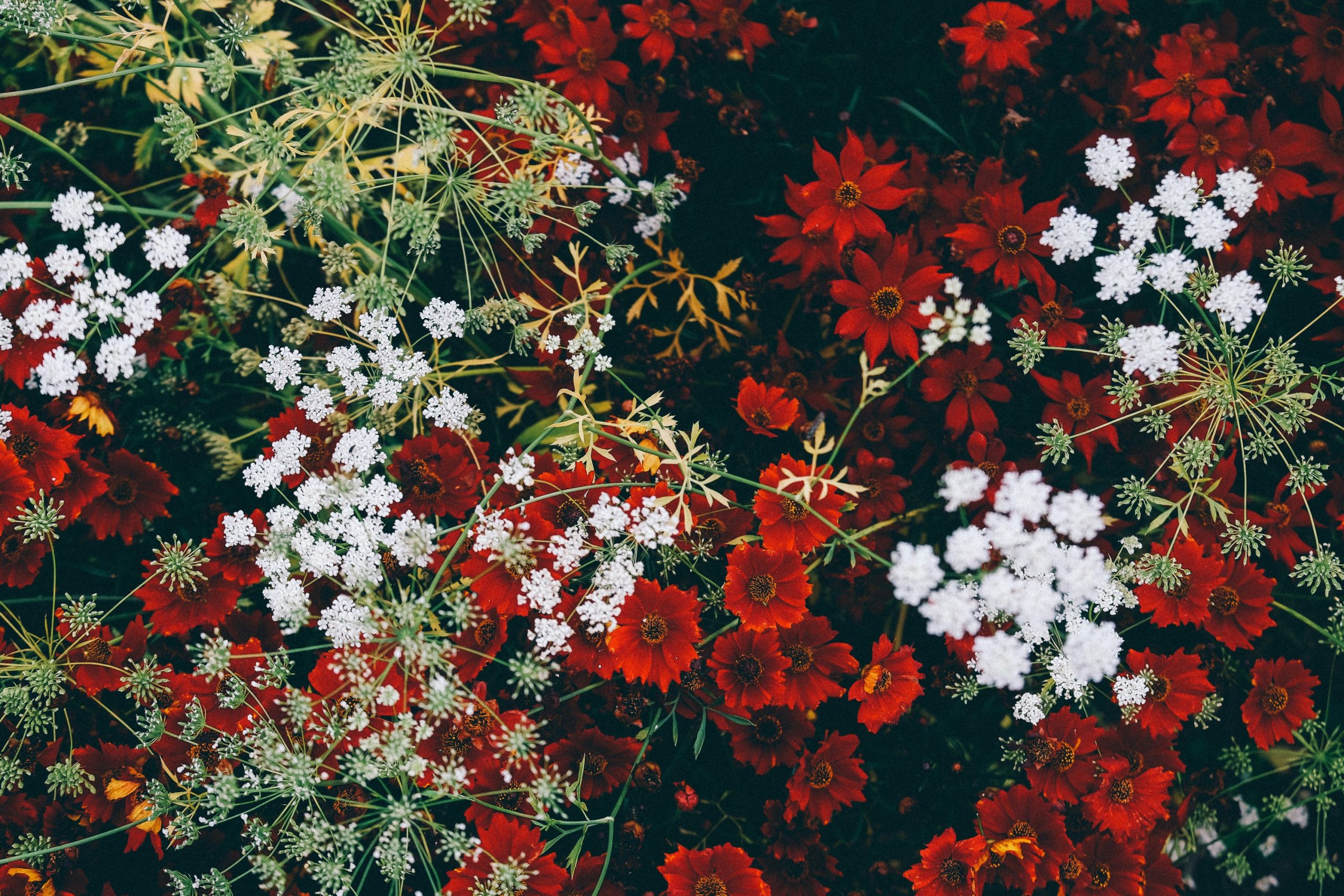 Red, White, and Green Plant Bush