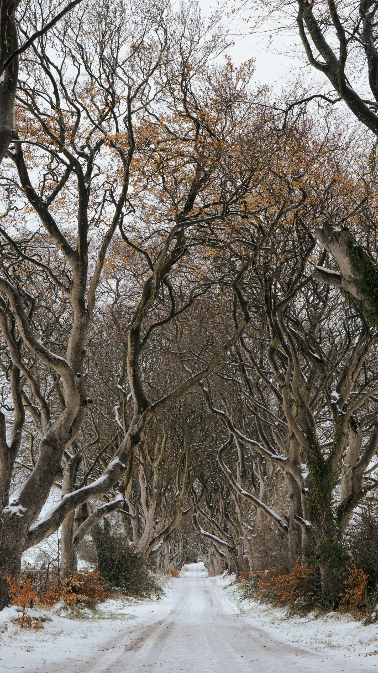 Snowy Forest Road