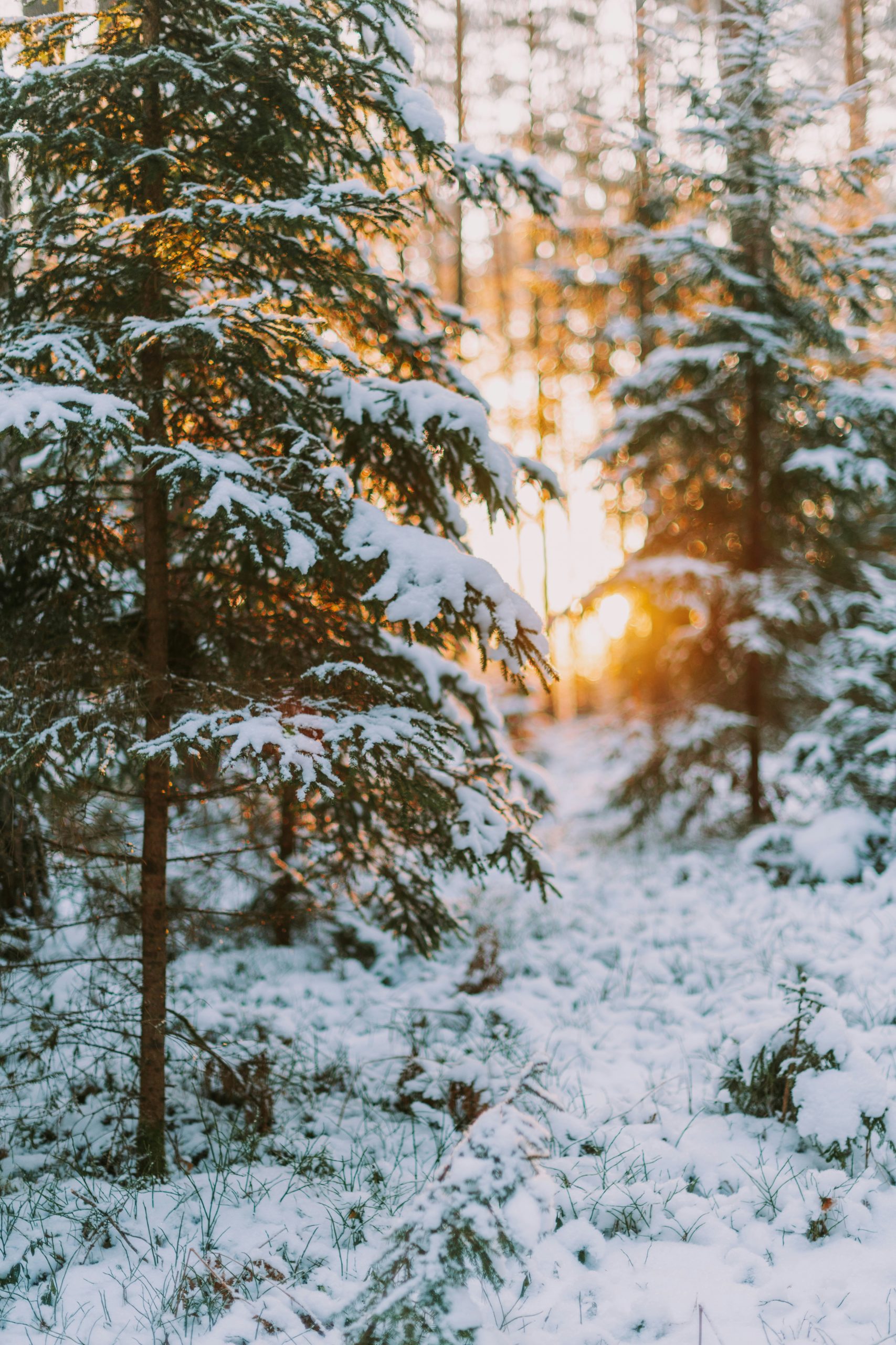 Snow on Hillside Trees