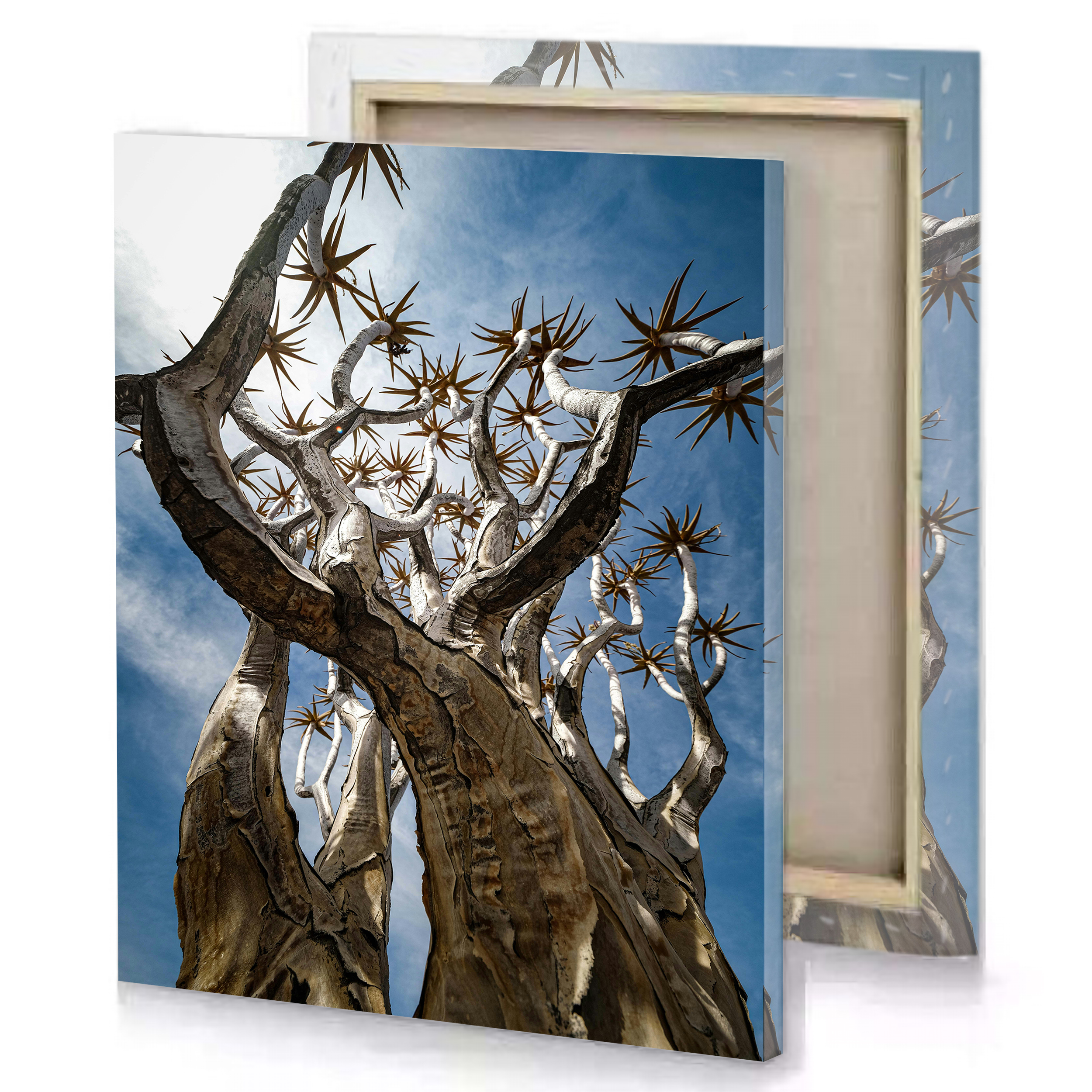 Spike Tree Sunshine Canvas