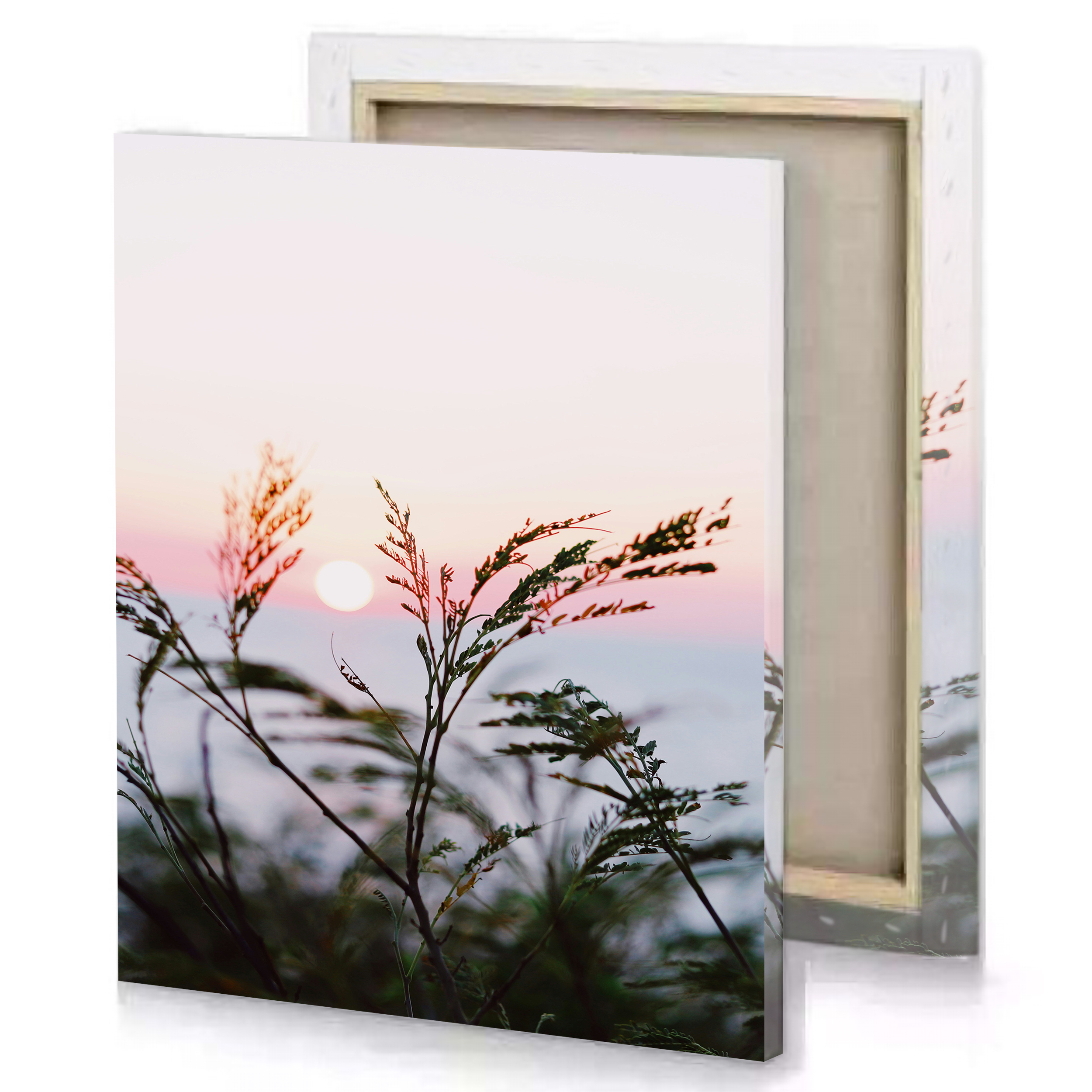 Sunset Plant Canvas