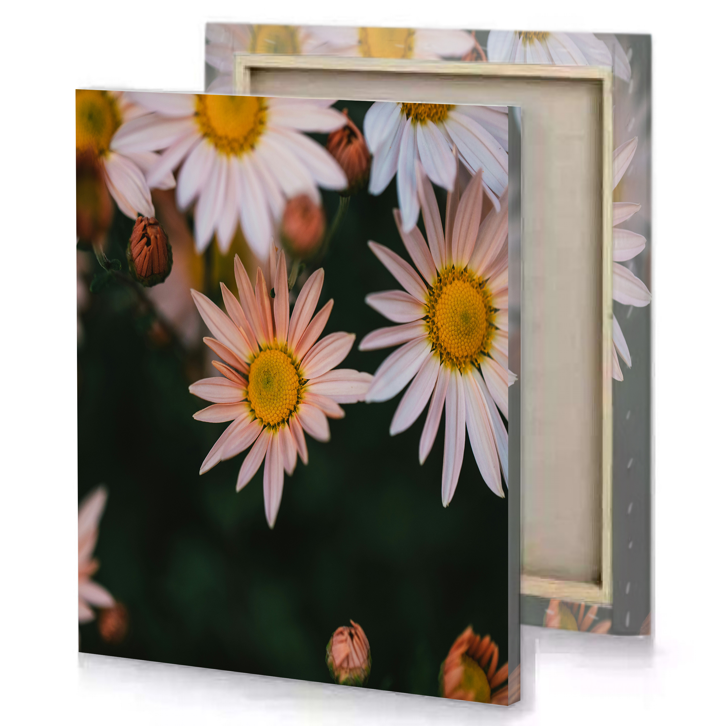 White and Yellow Daisy Flowers Canvas