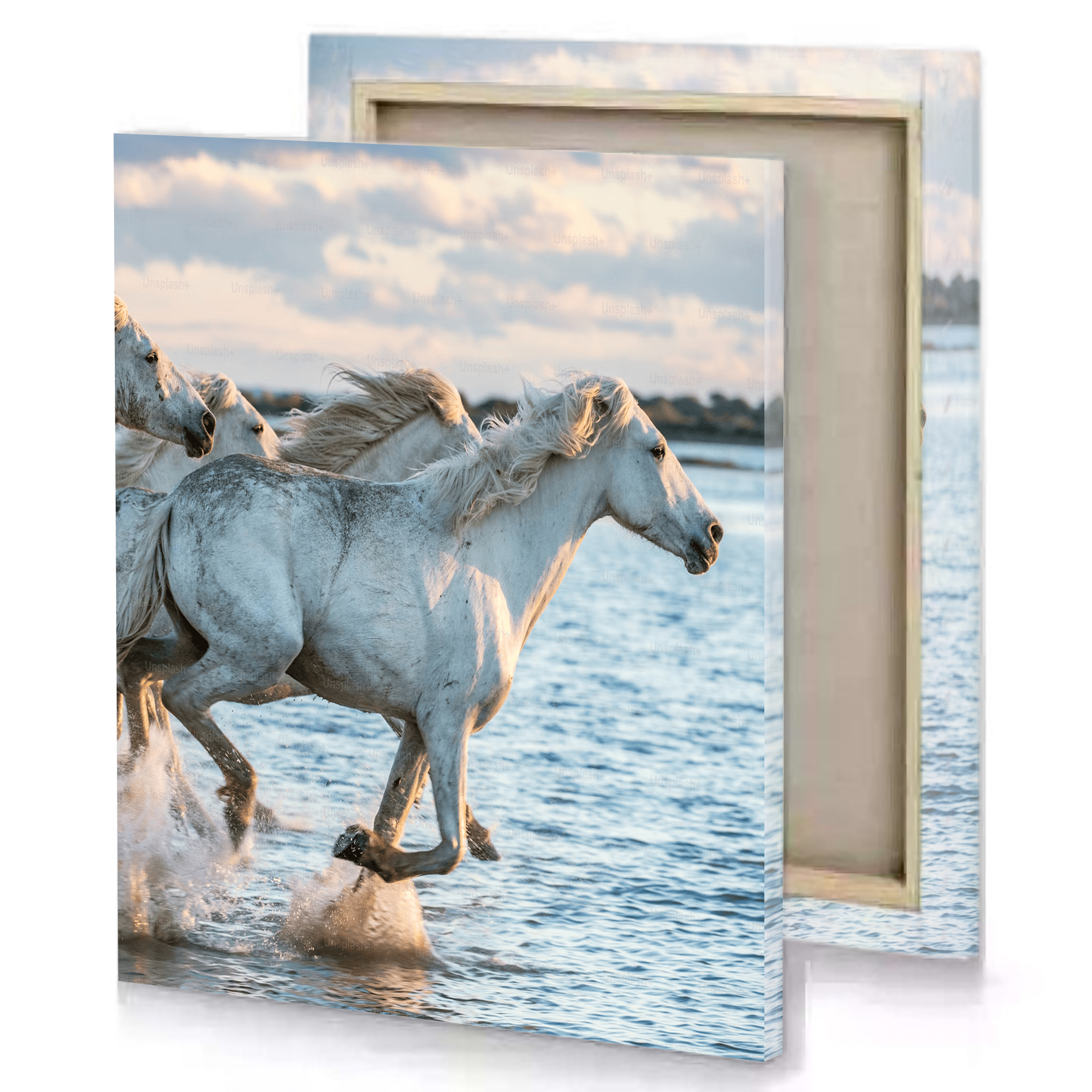 White Horse Canvas